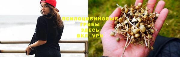 шишки Верея